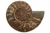 Cut & Polished, Agatized Ammonite Fossil - Madagascar #208598-3